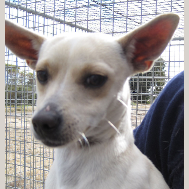 Photo of Male Chihuahua X