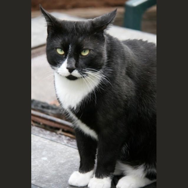Photo of Felix