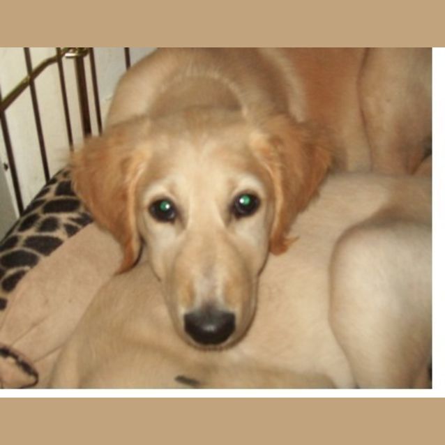 Photo of Amber   On Trial In Her New Home