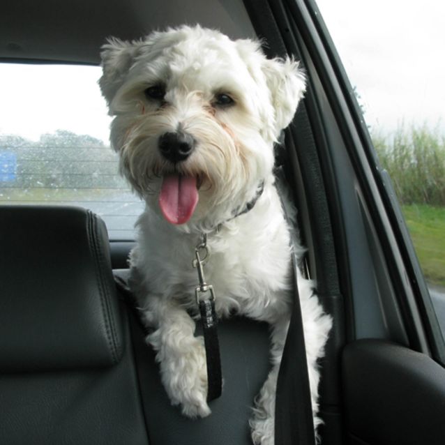 Photo of Snowy