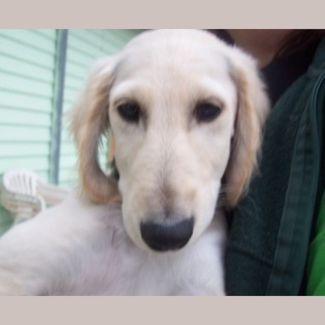 Photo of Sophie   On Trial In Her New Home!