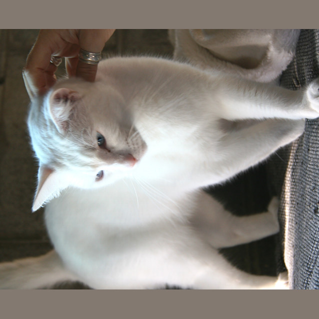 Photo of Snowy