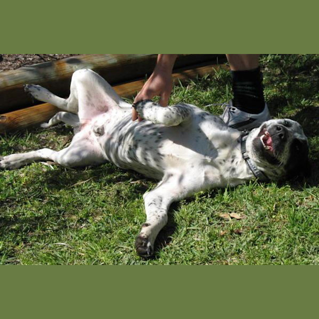 Photo of Adoption Pending Toby