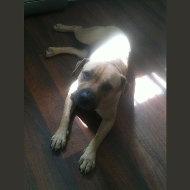 Photo of Sandy *Adoption Pending*