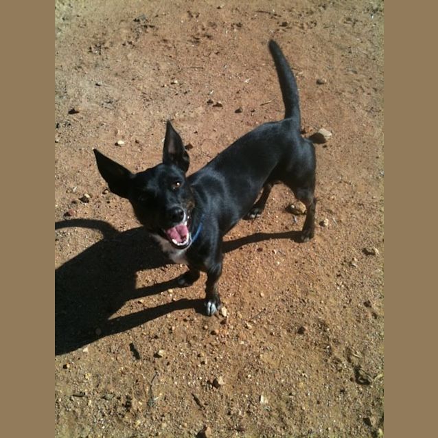 Photo of Cee Cee Av293*Adoption Pending*