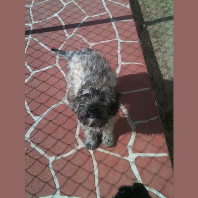 Photo of Cinamon Av286 *Adoption Pending*