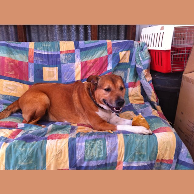 Photo of Big Ben *Foster Or Adopt