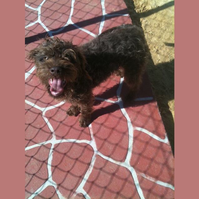 Photo of Chocolate Av287 *Adoption Pending*