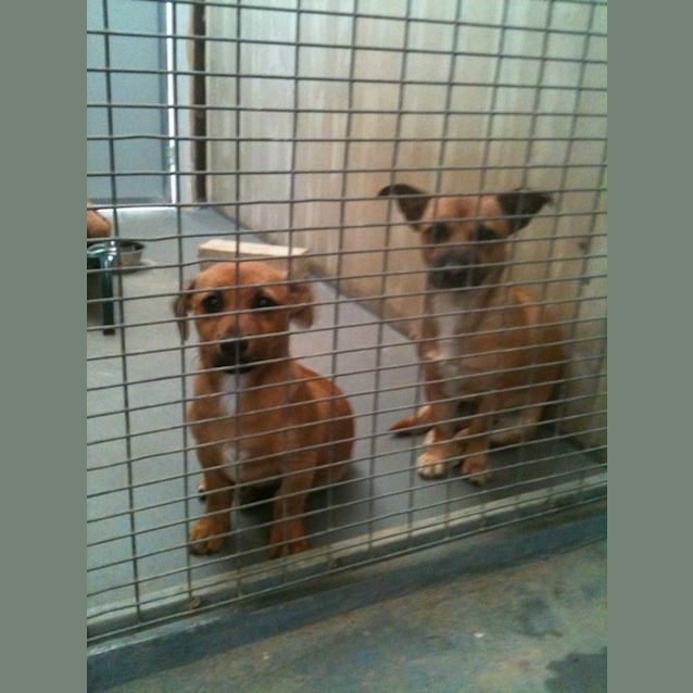 Photo of Noodle Av280   Adoption Pending