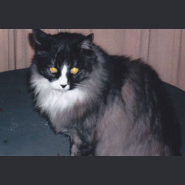 Photo of Little Jack
