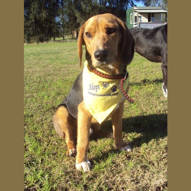 Photo of Brodie (On Trial)