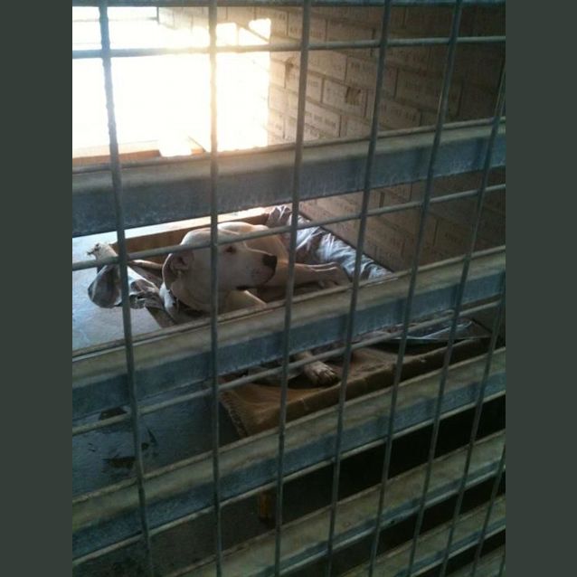 Photo of Izzy Av301 *Adoption Pending*