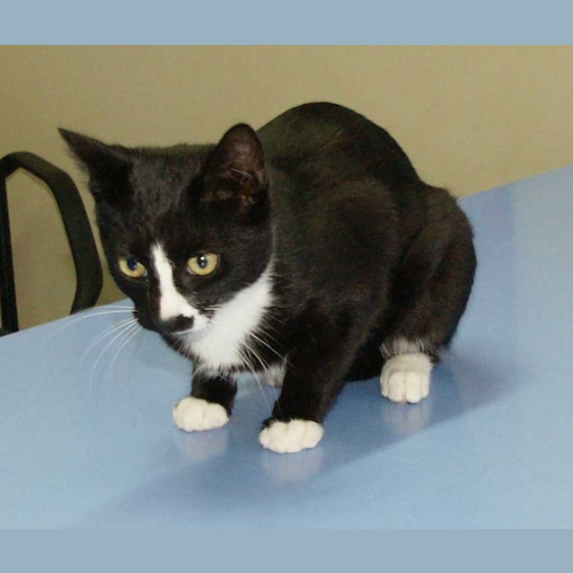 Photo of Smudge