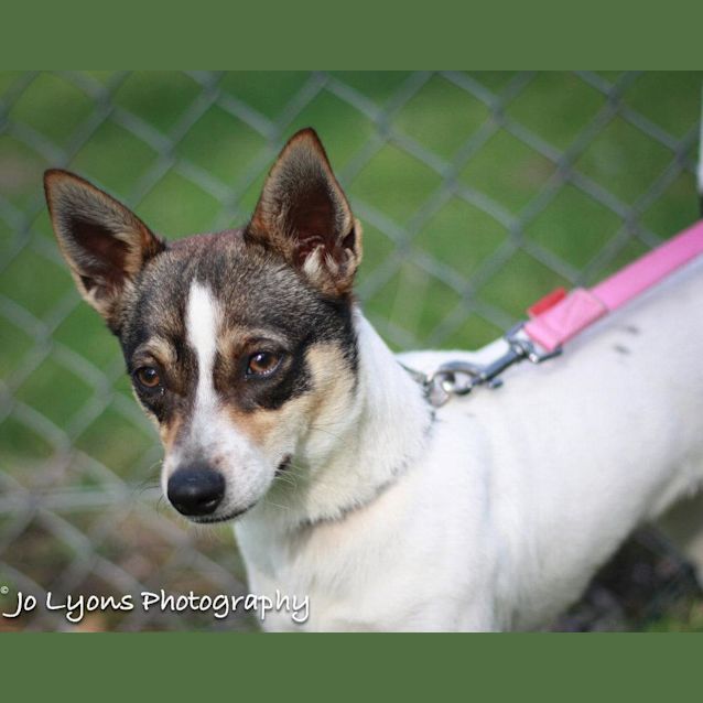 Photo of Hallie**On Adoption Trial**