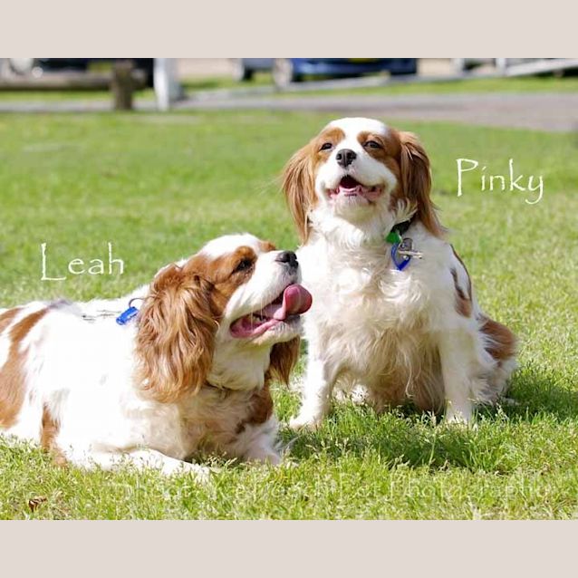 Photo of Pinky (On Trial)