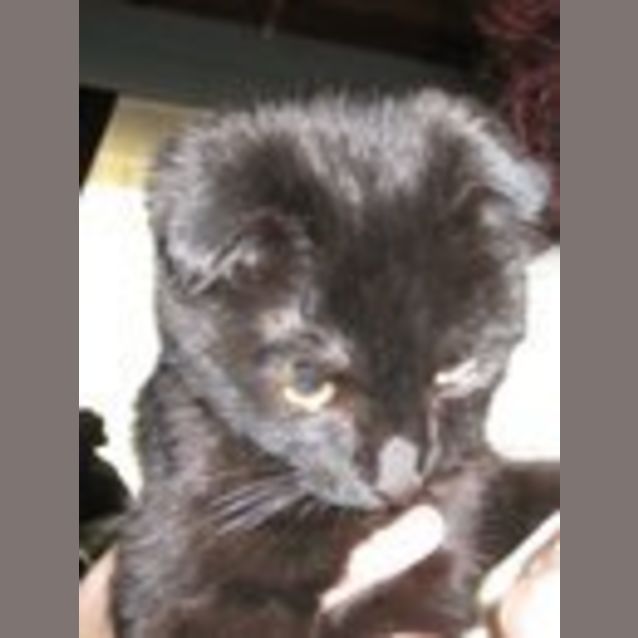 Photo of Angus