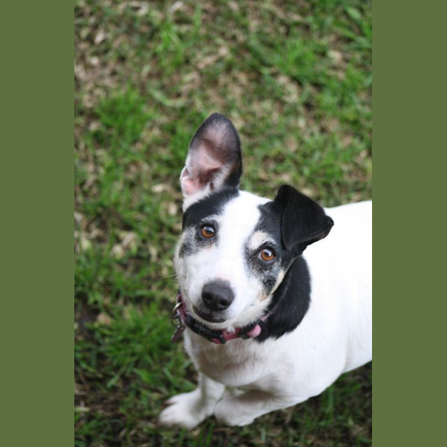 Photo of Tootsie (On Trial)