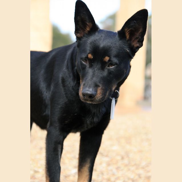 Photo of Taz