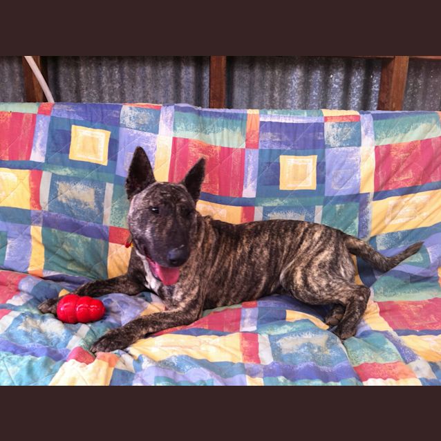 Photo of Cesar Av294 *Forever Home Needed*