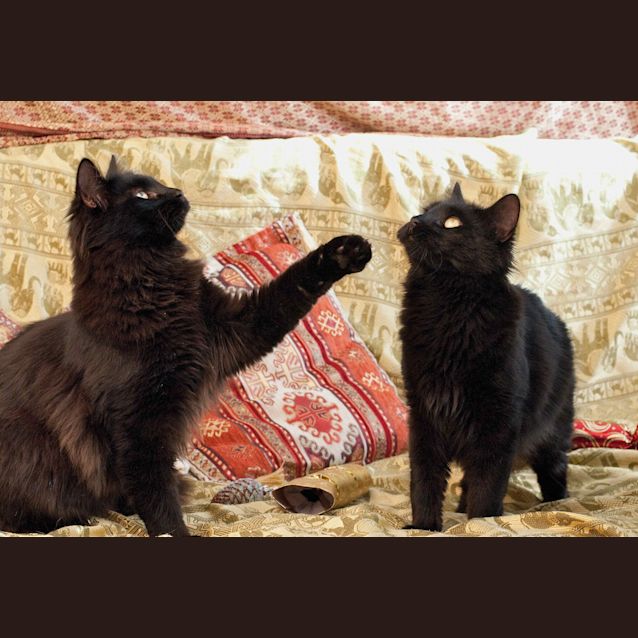 Photo of Arkansas And Detroit