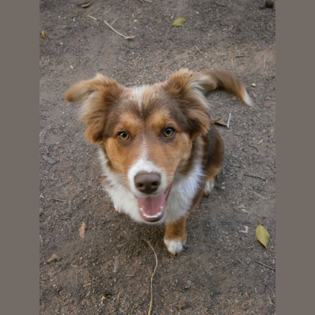 Photo of Coco (On Trial)