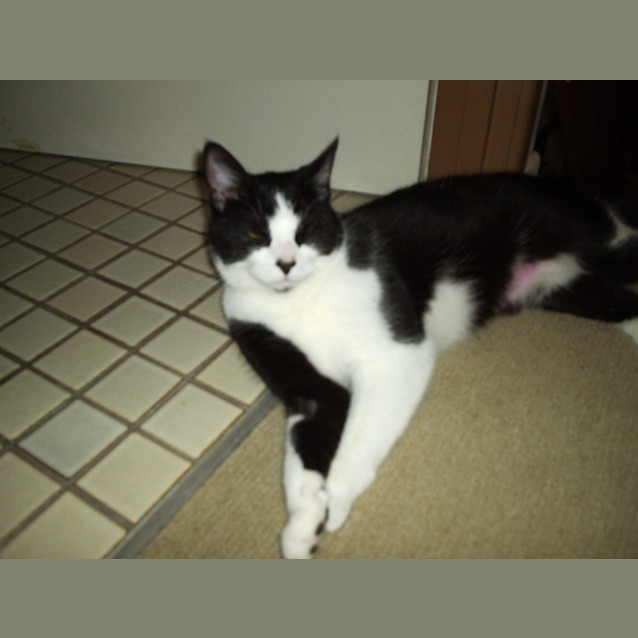 Photo of Lulu
