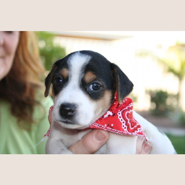 Photo of Pumba (Hd071) *Adoption Pending*