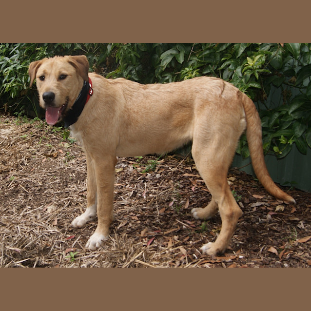 Photo of Suri (On Trial)