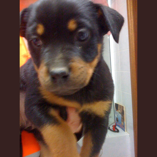 Photo of On Hold Lola