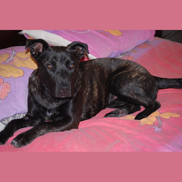 Photo of Rhianna Av157 *Adoption Pending*