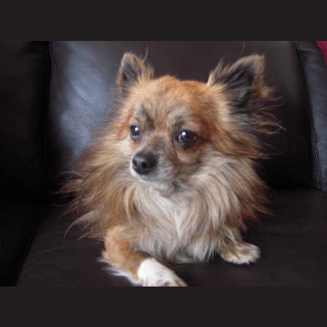 Photo of Alfie