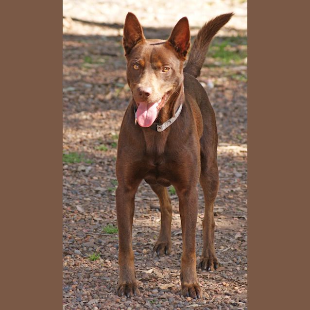 Photo of Obie (On Trial)