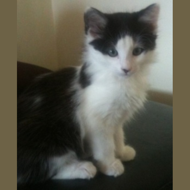 Photo of Phoenix