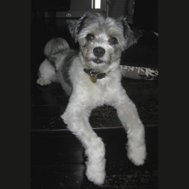 Photo of Schmutz