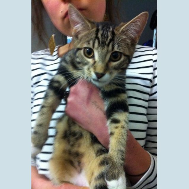 Photo of Boris *Adoption Pending*
