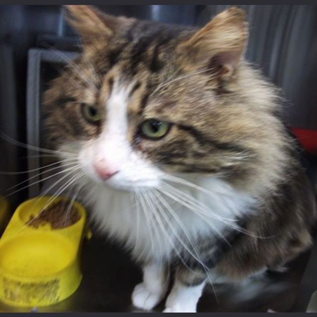 Photo of Arbuckle( Aka Jack Samuel )