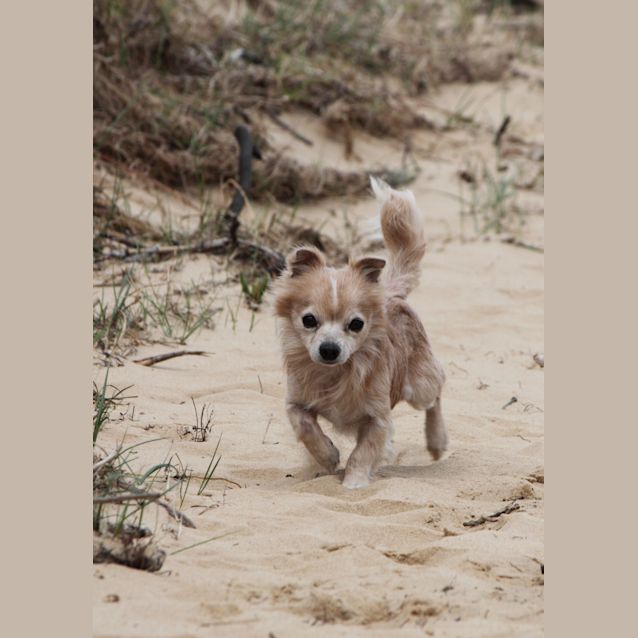 Photo of Dash