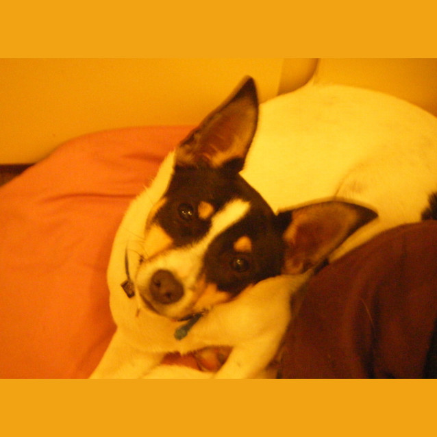 Photo of Phoebe **On Adoption Trial