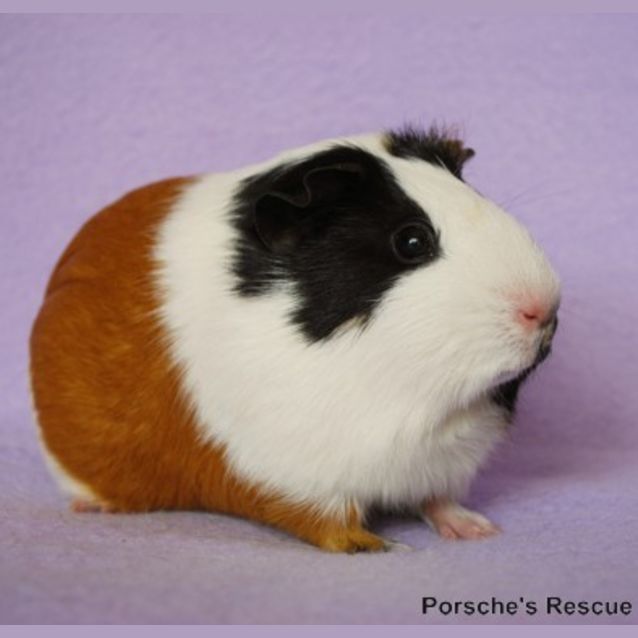 Photo of Calico  On Hold