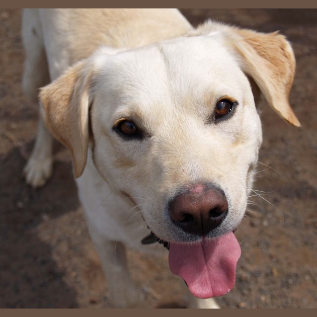 Photo of Winston   Adoption Pending