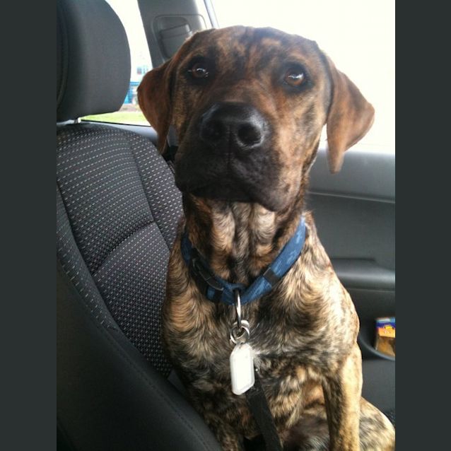 Photo of Pip And Rufus  Foster Or Adopt Deadline 25th Sept
