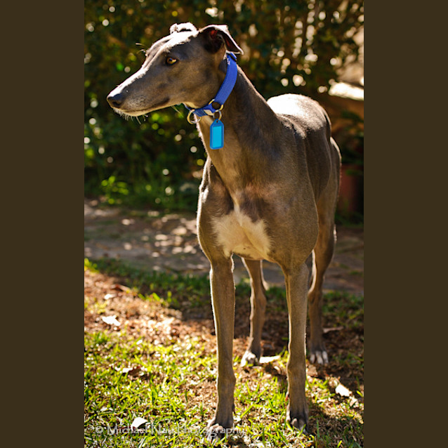 Photo of Chiquita   Checking Out Her New Home