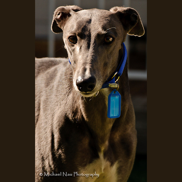 Photo of Chiquita   Checking Out Her New Home