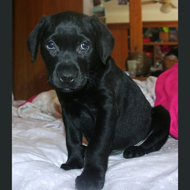 Photo of Puk