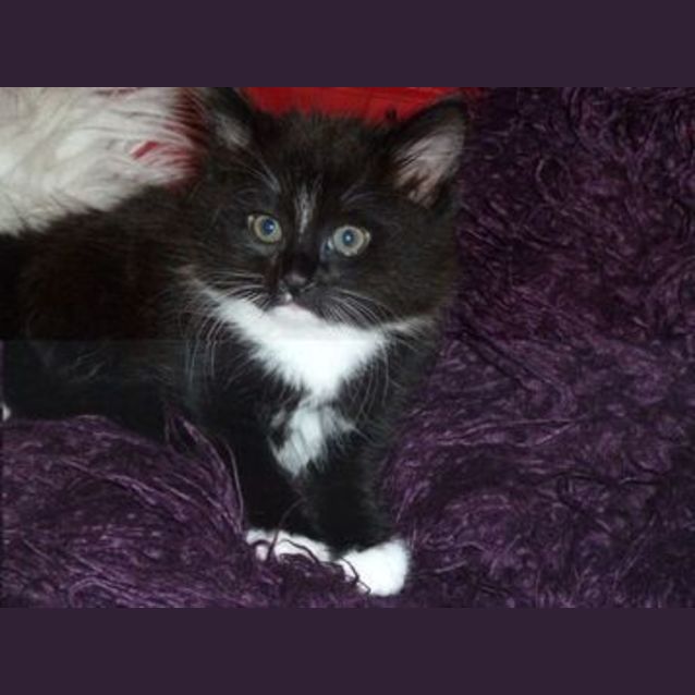 Photo of Kobe *Adoption Pending*