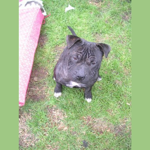 Photo of Yoshi Bear