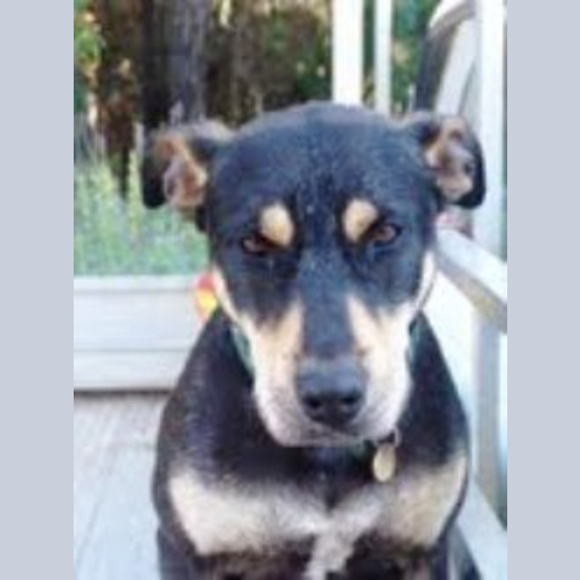 Photo of Scooby   Adoption Pending
