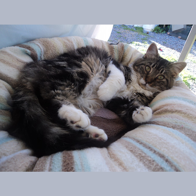 Photo of Koshka