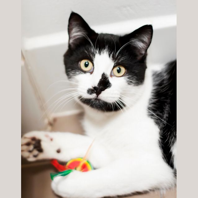 Photo of Kisha