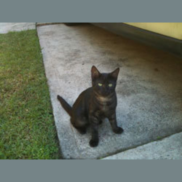 Photo of Pepsi